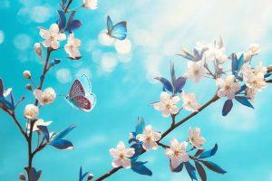 PSB314-blossoming-cherry-butterflies