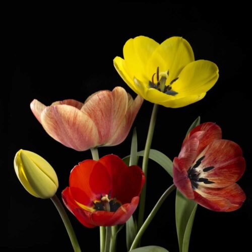 PSB325-colourful-tulips