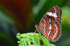 PSB378-leopard-lacewing-butterfly